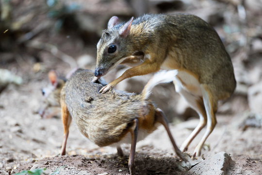 Closeup adult mouse-deer, low angle view, front shot, mating in nature of tropical dense forest, the national park in lower central region of Thailand.