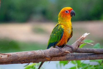Beautiful small parrot on twigs in the forest.