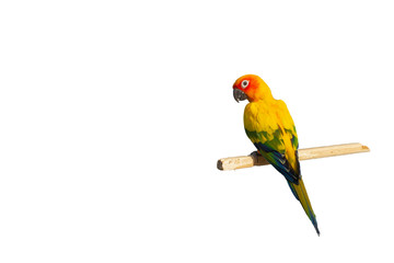 colorful parrot isolated on white background