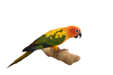 colorful parrot isolated on white background