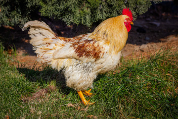 Big yellow rooster walking under the tree on the grass