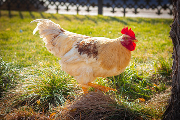 Big yellow rooster walking under the tree on the grass