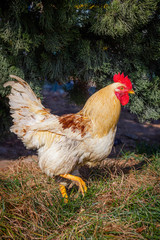 Big yellow rooster walking under the tree on the grass