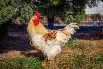Big yellow rooster walking under the tree on the grass