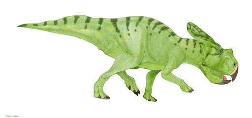 恐竜　プロケラトプス　白亜紀に繁栄した小型の角竜の仲間。モンゴルで発見されたヴェロキラプトルとの闘争化石が有名。トリケラトプスなどの大型種と異なり、この小型の角竜は口先にまだ歯があり、手足は細く尾は鰭のように縦に広がっていた。大集団で暮らしていた痕跡があり、卵から幼体、成体まで様々な化石が同じ場所から出ている。これといった武器もない、種の保存を数で行っていたと思われる。