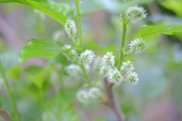 Mulberry on the tree