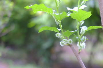 Mulberry on the tree