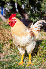Big yellow rooster walking under the tree on the grass