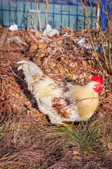 Big yellow rooster lying on fallen leaves