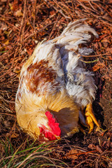 Big yellow rooster lying on fallen leaves