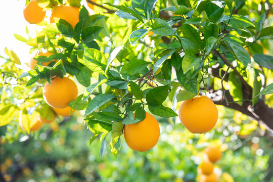 Citrus fruit growing on tree