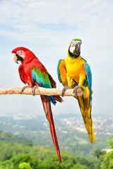colorful macaw on a branch