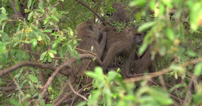 Baboon cleaning others back in tree.