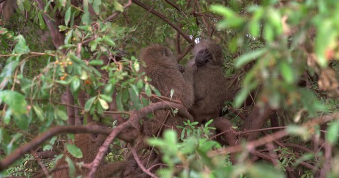Two Baboons cleaning each other in thick tree