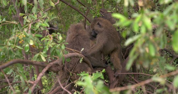 Baboons in tree cleaning each other.