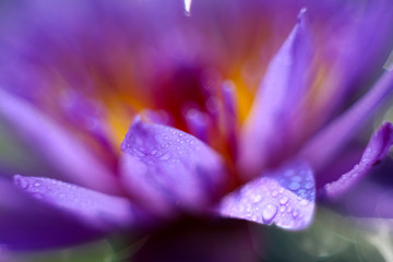 Close-up shot of purple lotus petals, colorful with beautiful color gradient
