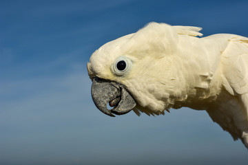 portrait of a parrot