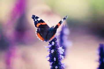 Beautiful butterfly on a flower - nature closeup. Macro shot of flying animal outdoors.