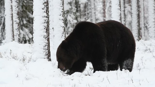 Wild adult Brown bear in the snow in winter forest.  Brown Bea, Scientific name: Ursus arctos. Natural habitat.