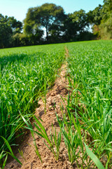 Fototapeta premium Young wheat seedlings growing in a field. Young green wheat growing in soil,green wheat