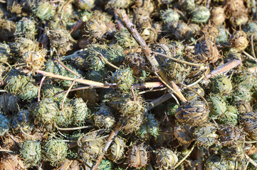 Green castor oil plant,The oil of castor seed is one of raw materials used in the production of biofuel in India,castor bean plants