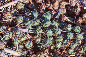 Green castor oil plant,The oil of castor seed is one of raw materials used in the production of biofuel in India,castor bean plants