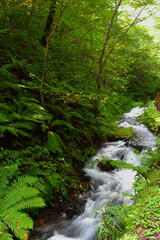 Fototapeta premium 軽井沢の渓谷 the valley of Karuizawa