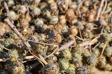 Green castor oil plant,The oil of castor seed is one of raw materials used in the production of biofuel in India,castor bean plants