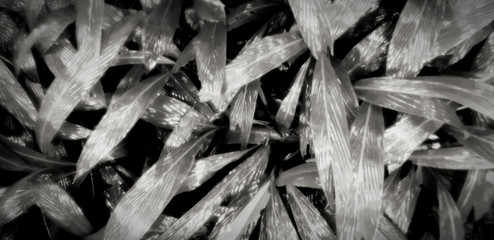 Blurred leaves or leaf wet water from raining in deep tropical forest or jungle for background in black and white tone. Natural wallpaper and Art of nature concept 