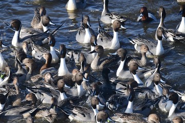 Obraz premium ただいま大変込み合っております。混雑イメージ素材