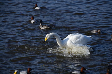 ぷるぷる。オオハクチョウの成鳥、冬の朝。日本、千葉県、2019年12月