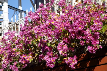 住宅の壁面に沿って鬱蒼と茂るピンクの花々