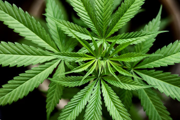Naklejka na ściany i meble Cannabis leaves of a plant growing on fertile soil