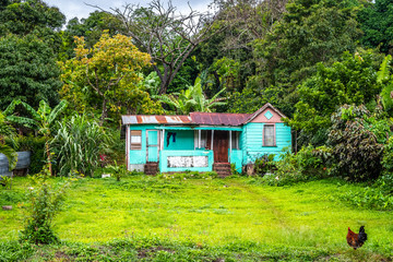 Modest old country house with rusty zinc roof. Small dwelling in the rural countryside with lush green grass and trees in yard. Chicken/ hen/ rooster feeding at front exterior. Caribbean island home.