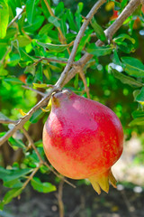 Ripe pomegranate fruit on tree branch..