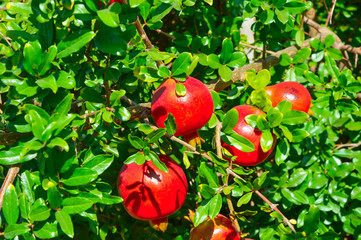 Close up view of ripe beautiful healthy pomegranate fruits on a tree branch in pomegranate orchard ready for harvest. Fall season. pomegranate fruits close up view