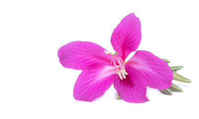 Beautiful fresh and natural pink flowers copy splace isolated on white background