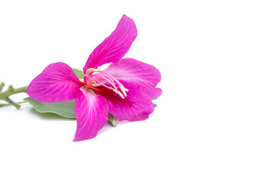 Pink Flower isolated on white background