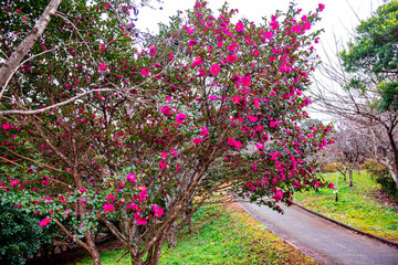 大分農業文化公園の山茶花