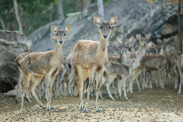 many deers in the zoo looking at camera.
