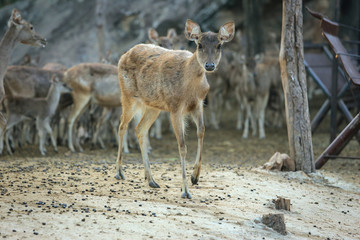 many deers in the zoo looking at camera.