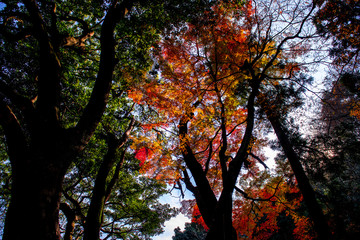 高崎山の紅葉