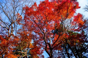 高崎山の紅葉