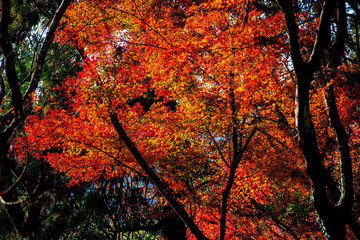 高崎山の紅葉