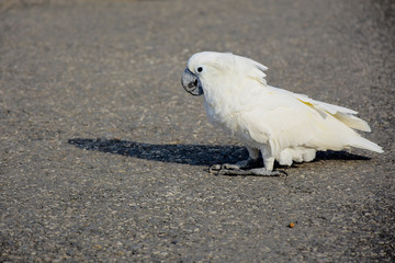 white parrot on ground.