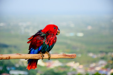 colorful parrot on a branch