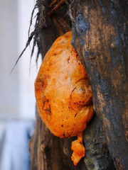 Huge sap of the tree of ginkgo