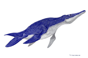 トリナクロメラム　水棲爬虫類で魚竜類としては小型。　白亜紀後期　北アメリカの海域に生息　カンザスとマニトバで化石が発見されている。歯列は均一で鋭く、四つの長く丈夫な鰭で水中をペンギンのように早く泳ぎ、旋回能力に長け、小型の魚類を捕食していたと思われる