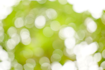 Abstract green blur background on natural park. Light and plant with beautiful bokeh. Sunshine day. Freshy. Copy space.