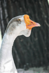 portrait of a beautiful gray goose with a very large orange beak